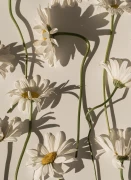 Chamomile_Gallery_photo_2.webp