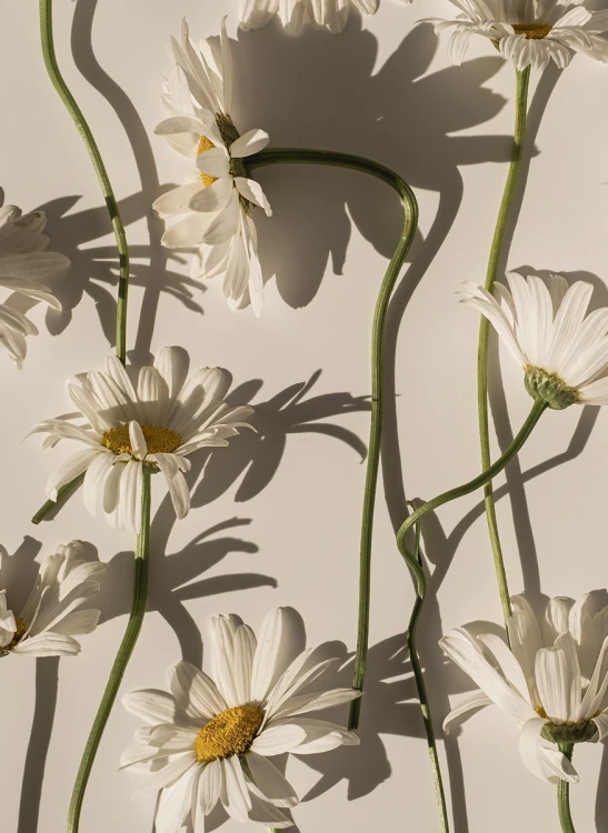Chamomile_Gallery_photo_2.webp