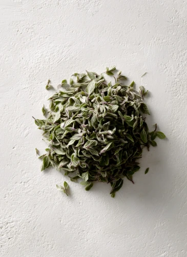 Peppermint_Gallery_photo_1.webp