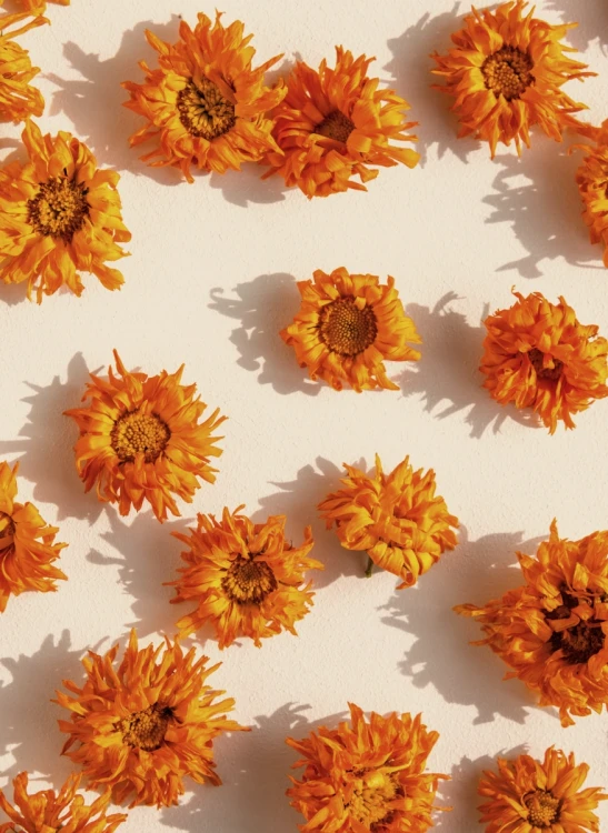 Calendula_Gallery_photo_2.webp