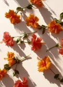 Hibiskus_Gallery_photo_2.webp