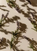 Lavender_Gallery_photo_2.webp