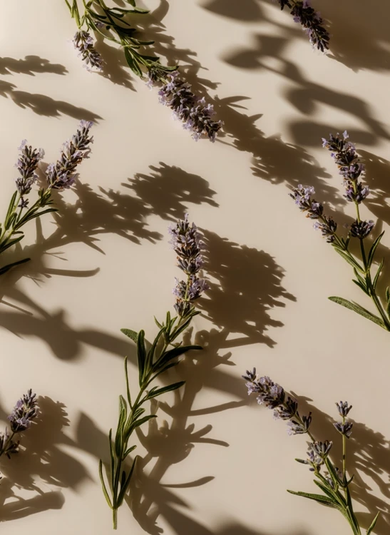 Lavender_Gallery_photo_2.webp