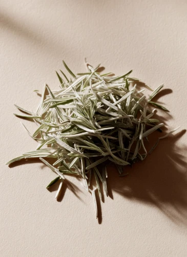 Rosemary_Gallery_photo_1.webp
