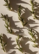 Rosemary_Gallery_photo_2.webp